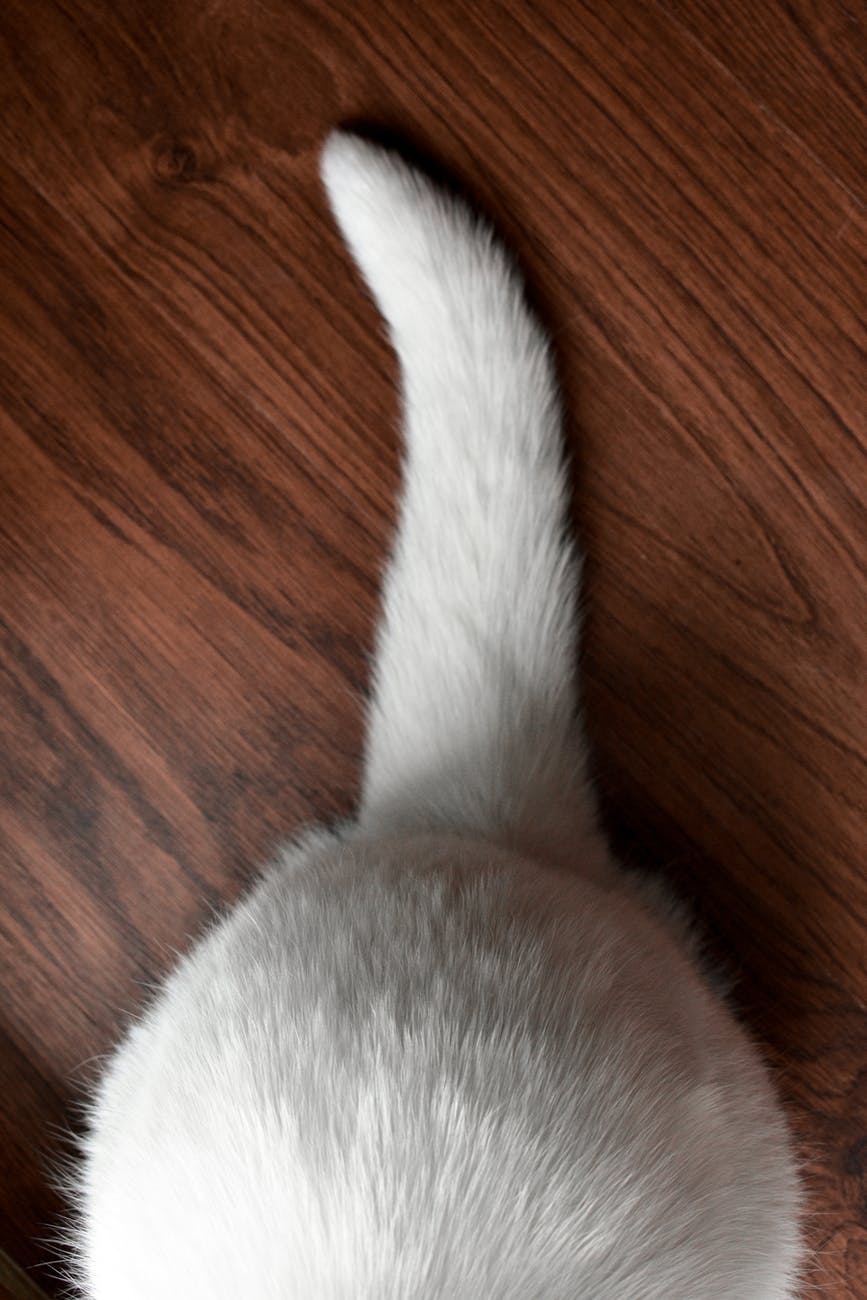 The back and tail of a white cat on a brown wooden floor.